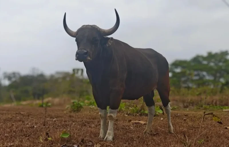 Banteng Jawa. (Foto: Kemenhut)