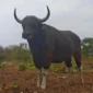 Banteng Jawa. (Foto: Kemenhut)