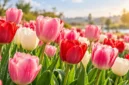 Ilustrasi bunga tulip. (Foto: AI Generated)