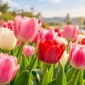 Ilustrasi bunga tulip. (Foto: AI Generated)