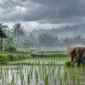 Ilustrasi hujan lebat. (Foto: AI Generated)
