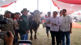 Kontes Sapi APPSI Piala Presiden 2026 di kawasan Stadion Pakansari, Kabupaten Bogor, Jawa Barat, Minggu (4/10/2026). (Foto: Ditjen PKH Kementan)