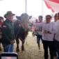 Kontes Sapi APPSI Piala Presiden 2026 di kawasan Stadion Pakansari, Kabupaten Bogor, Jawa Barat, Minggu (4/10/2026). (Foto: Ditjen PKH Kementan)