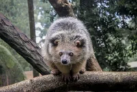 Ilustrasi musang. (Foto: Pexels)