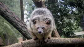 Ilustrasi musang. (Foto: Pexels)