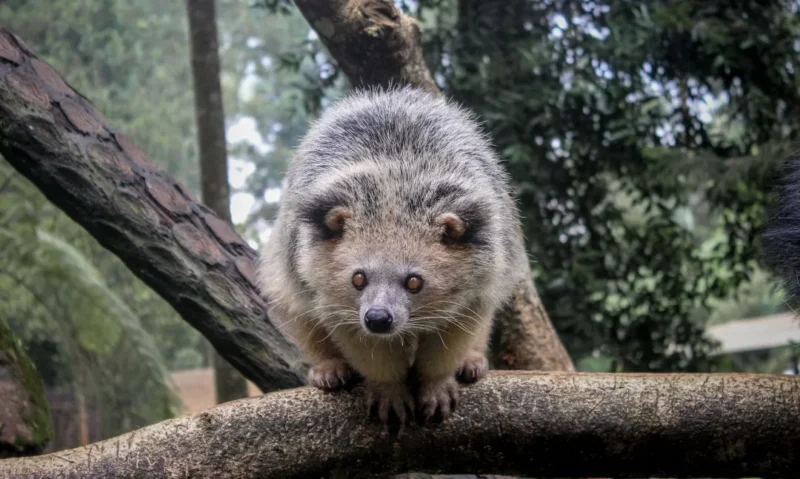 Ilustrasi musang. (Foto: Pexels)