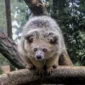 Ilustrasi musang. (Foto: Pexels)