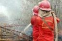 Petugas memadamkan api karhutla. (Foto: Kemenhut)