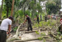 Petugas BPBD Padang melakukan pembersihan pohon karet yang tumbang akibat hujan lebat disertai angin kencang di kawasan Kalumbuk, Kecamatan Kuranji, Kota Padang, Senin (26/10/2026). (Foto: BPBD Padang)