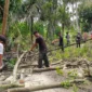 Petugas BPBD Padang melakukan pembersihan pohon karet yang tumbang akibat hujan lebat disertai angin kencang di kawasan Kalumbuk, Kecamatan Kuranji, Kota Padang, Senin (26/10/2026). (Foto: BPBD Padang)