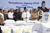 Pemerintah menjamin serapan jagung petani melalui Bulog, dengan target pengadaan 1 juta ton dan alokasi SPHP jagung pakan 391,9 ribu ton. (Foto: Ditjen PKH Kementan)