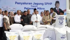 Pemerintah menjamin serapan jagung petani melalui Bulog, dengan target pengadaan 1 juta ton dan alokasi SPHP jagung pakan 391,9 ribu ton. (Foto: Ditjen PKH Kementan)