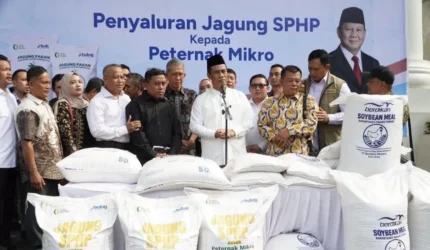 Penyaluran jagung SPHP kepada peternak